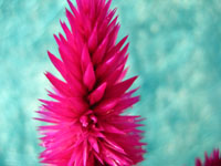 Cerise flower