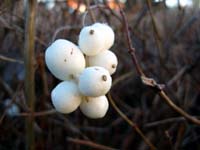 White berries