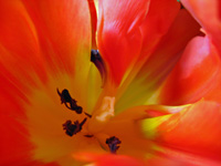 Tulips2