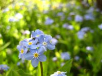 Forget me nots