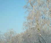 Snow covered trees